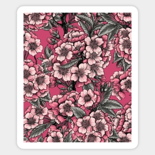 Cherry blossom on pink Sticker